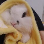 うさぎが産まれて15日目から45日目まで