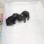 Avalon、月に帰る