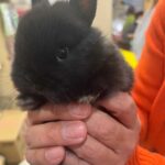 黒のネザーランドワーフの親はどんな感じ？