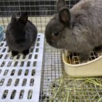 うさぎが産まれて15日目から45日目まで